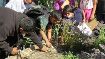 A group of students work together to cultivate plants in a garden