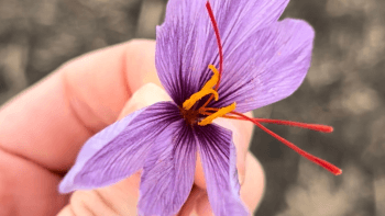 An upclose view of a saffron flower