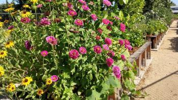 Garden beds full of blooming yellow and pink flowers
