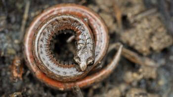 A Slender salamander curls up on the ground