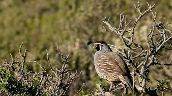 A California quail sits on a tree branch