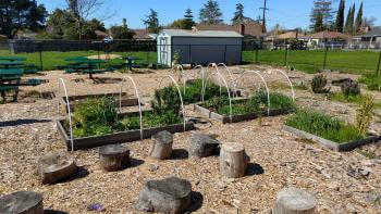 A small community garden with small garden beds filled with green plants and tree stump seating in bark chips