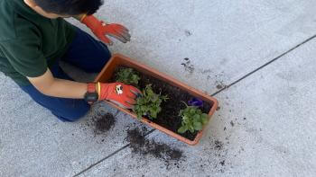 A young student in a dark green collared shirt kneels on the ground and bends over a small terra cotta colored rectangular planter that has three green plants with purple flowers