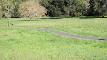 A paved trail in a green meadow with a forest of large green trees on the edge of the meadow, under a blue sky