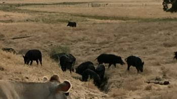 A sounder of feral pigs rooting in a field at the Open Space Authority Tilton Ranch property
