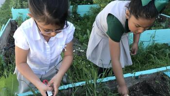 Two young students wearing white and dark green uniforms dig with small trowels in a raised garden bed full of green plants, their heads are down looking at the plants