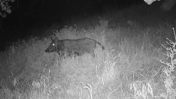 A black and white night vision photo of a large dark feral pig with glowing eyes walking through a field with tall grass