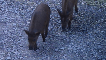 A photo taken from a trail camera of a group of three pigs walking through leaves