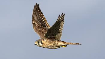 A small raptor with white and brown speckled feathers and a hooked yellow beak lifts its arms in flight against a pale blue sky