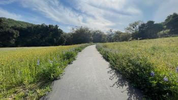 A paved trail stretching through a green meadow filled with grass and yellow and purple wildflowers, under a blue sky full of wispy white clouds
