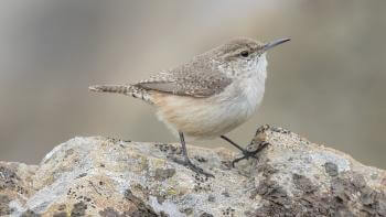 A small, round tan bird with a thin bill stands on top of a lichen-covered rock facing right.