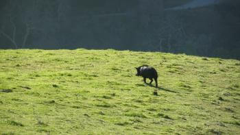 A large dark wild pig walks away from the camera on a hillside covered in bright green grass