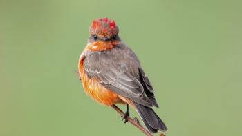 A bright red bird with a dark brown back perches on a thin twig and turns to look at the camera, in front of a green background