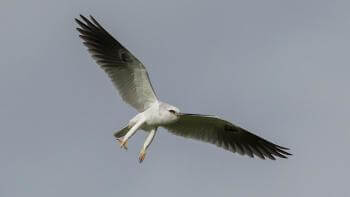 A white raptor with red eyes flies towards the camera, wings outstretched and legs hanging down with yellow talons