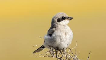 A small, soft-looking gray bird with a black band over its eyes perches on the top of a mass of spiky twigs, in front of a tan background