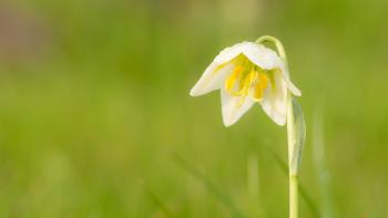 A small white bell-shaped flower with a nodding blossom on a thin green stem with a green grassy background