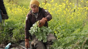 man kneeling down in an area of green grass and yellow flowered plants, carrying leafy green plants