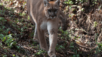 A tan mountain lion on a shrubby slope walks towards the camera, with sunlight dappled on the ground and the lions back