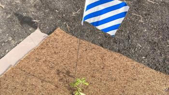 Blue and white striped flag marking dug into the ground along with a small green plant surrounded by a wood board atop the dirt.