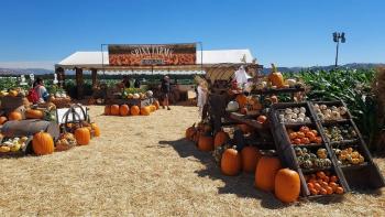 Pumpkin stands filled with a variety of large and small pumpkins surrounded by corn fields, with a blue sky in the background