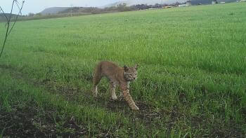 A close shot of a bobcat walking through an open field of green grass with mountains in the background.