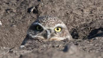 Burrowing owl peeking out of a hole in the dirt