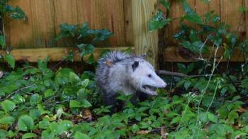 virginia opossum with its mouth wide open hissing, it surrounded with greenery with a wooden fence behind it.