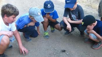 five young children squatting around a small black tarantula on a dirt path