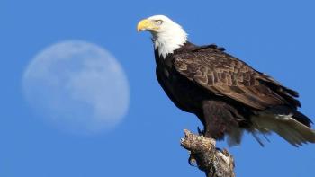 A white and brown bald eagle perched on a tree branch in front of a clear blue sky with the moon very large in visible in the sky