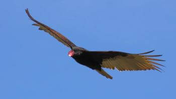 Large turkey vulture flying in a clear blue sky