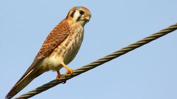 A small american kestrel bird perched on a wire like line with a claer blue sky in the background