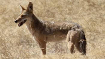 Wide image of a coyote with its mouth open, standing in a dry yellow grass field
