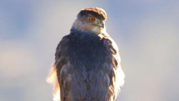 A small coopers hawk with orange eyes perched on a tree branch