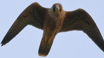 view from below of a peregrine falcon with its wings spread out, in flight
