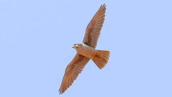 view of a prairie falcon flying from above in front of a clear blue sky