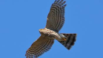 A large sharp shinned hawk soaring with its wings out in front of a clear blue sky