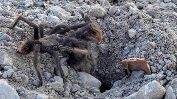 Two large brown tarantulas with their legs interwined, mating at the entrance of a rocky ground hole