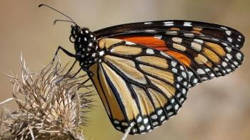 close up of an orange and black spotted monarch butterfly on a dry brown plant