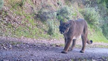 large brown mountain lion walking along a path next to a hill with leaves and shrubbery