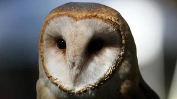 Close up a barn owl's face, the background is out of focus