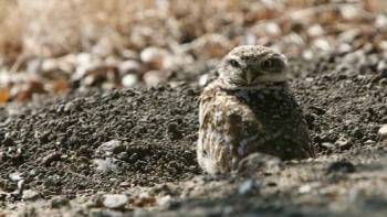 Small own sitting in the dirt, looking forward