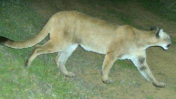 Full body photo of a large brown mountain lion walking around at night