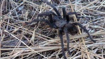 close view of a medium brown tarantula in a straw like field