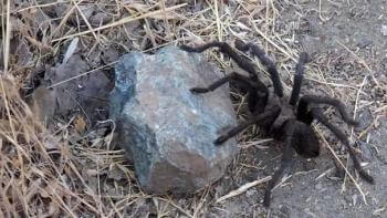 Large brown tarantula climbing a grey rock on a dirt landscape