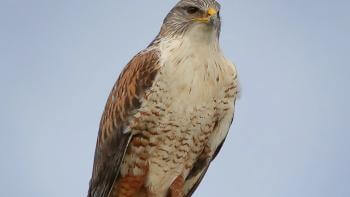 close view of a perched hawk staring into the distance
