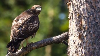 A brown feathered swainson hawk perched on a tree branch with a blurred leafy green background of trees