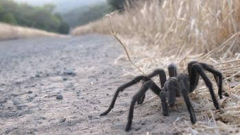 close view of a large brown tarantula on the dirt floor