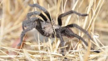close shot of a medium sized brown tarantula in a yellow straw field