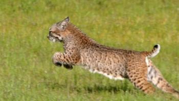 a close shot of a bobcat leaping in a green field