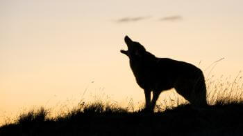 A silhouette of a coyote howling in front of an orange sunset 